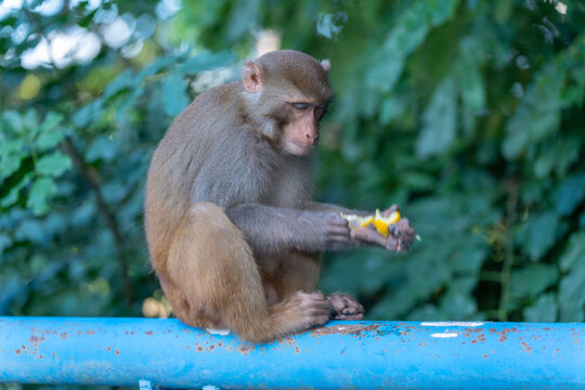 猴子坐在栏杆上的特写镜头