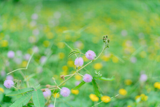 田野上粉红色开花植物含羞草