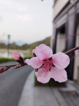 一枝桃花