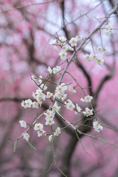 二月盛开的白梅花