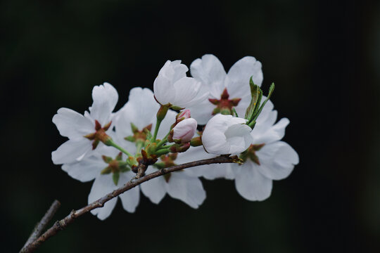 樱花