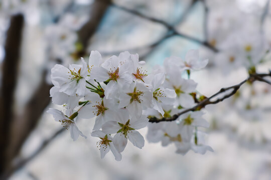 樱花