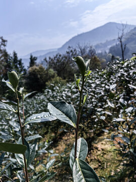 野生福鼎白茶