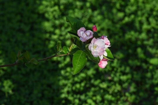 海棠花