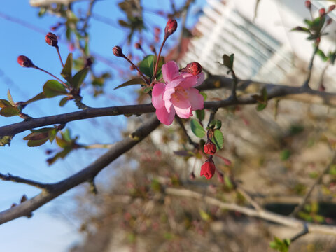 春日海棠花
