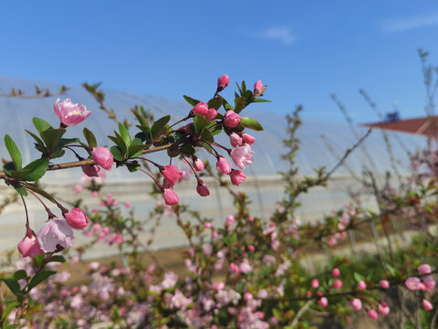 春日海棠花