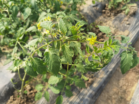 番茄花