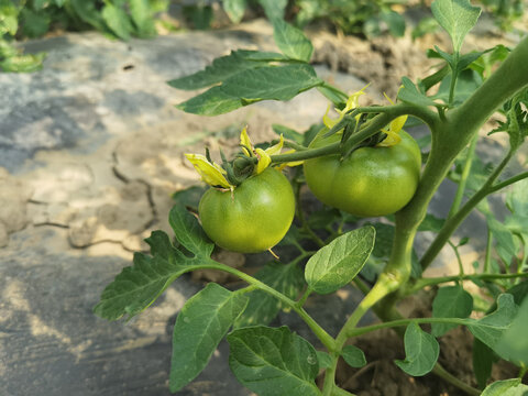 番茄种植