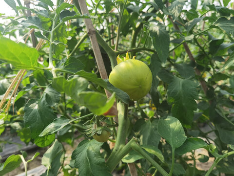番茄种植