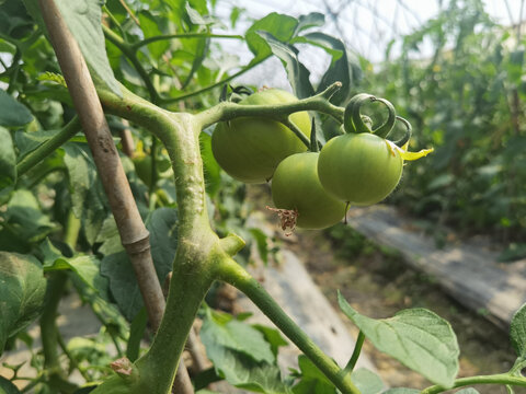 番茄种植