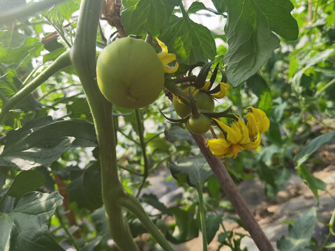 番茄种植
