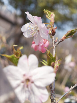 樱花