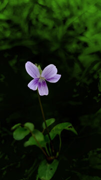 紫花地丁花