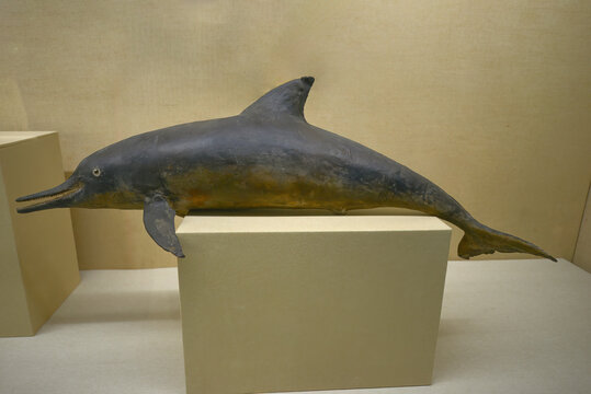 长吻海豚标本