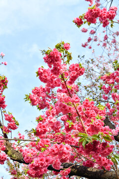 樱花特写