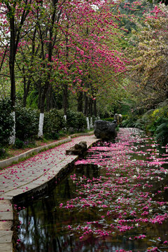 丰泽源植物园落花流水