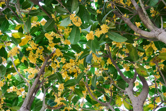 桂花树