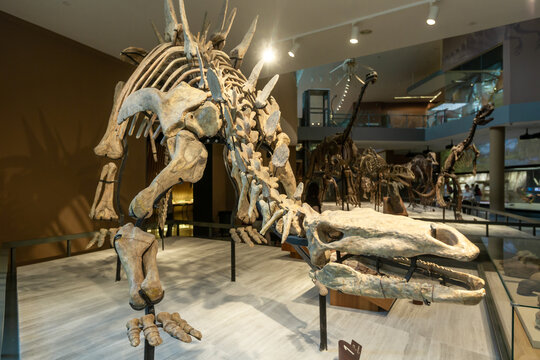上海自然博物馆恐龙骨骼标本