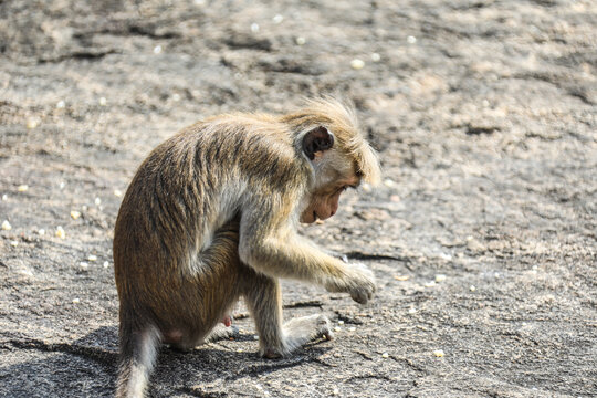 斯里兰卡丹布勒石窟的猴子