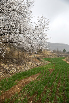 山区农田风光