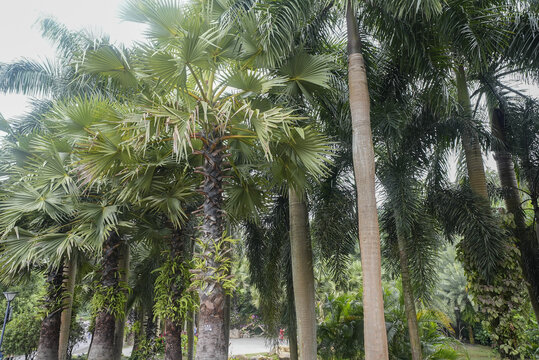 王宗树植物植被