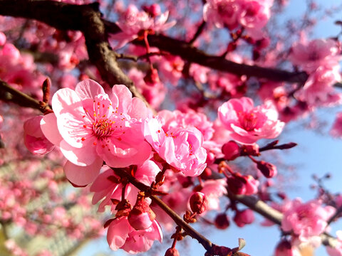 春季桃花盛开