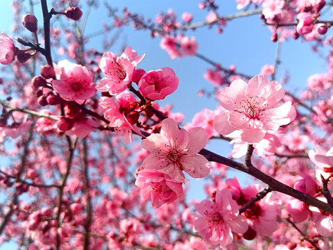 春季桃花盛开