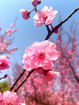 春季花卉碧桃