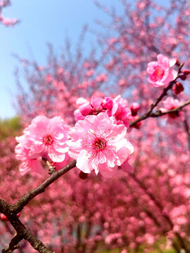 春季花卉碧桃