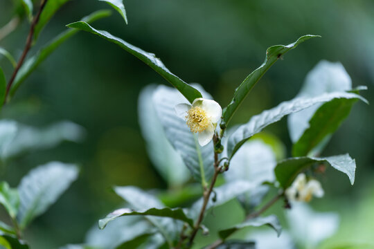 白色开花植物茶花