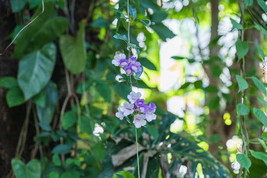 紫花植物蒜香藤