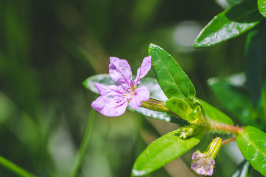 紫花植物萼距花