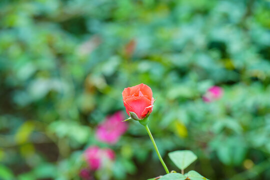 盛开的红花月季花