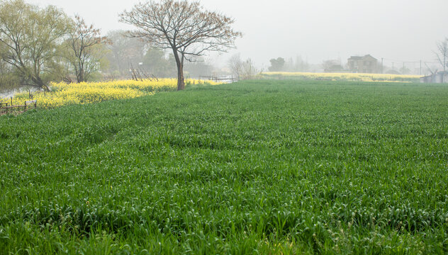 麦田