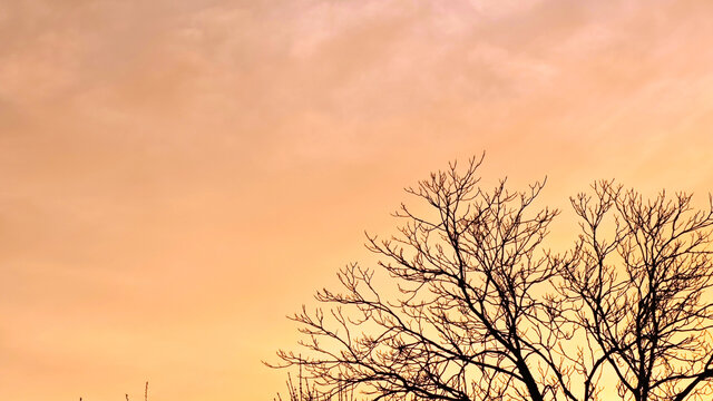 枯树枝与夕阳