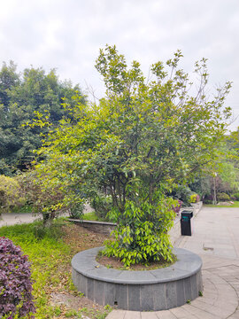 树池