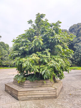 树池
