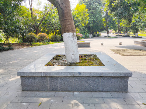 树池