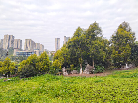 树林