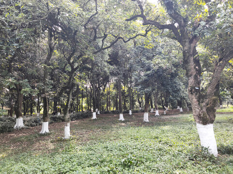 树林