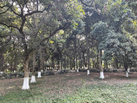 树林