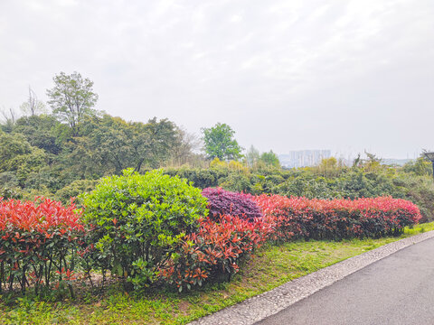 公园绿植