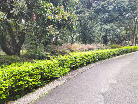 公园绿植
