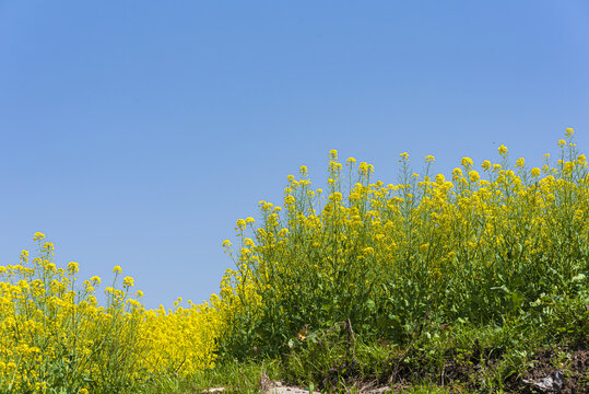 蓝天油菜花