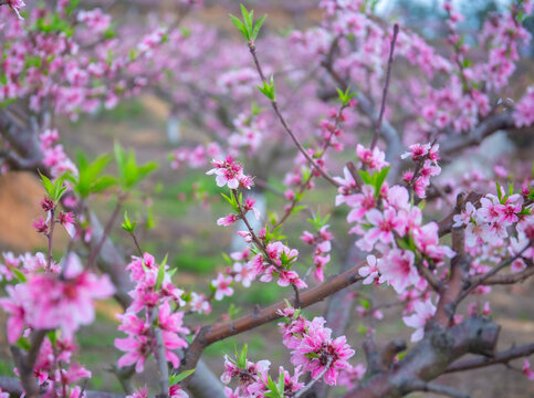 三生三世十里桃花