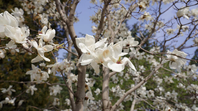 白玉兰花