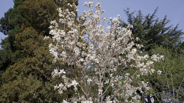 白玉兰花开