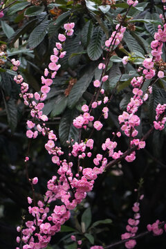 雨后梅花