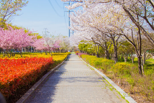 樱花大道