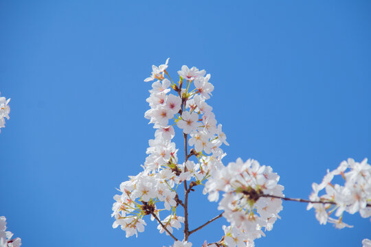 樱花枝头